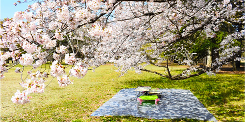 桜の木の下のブルーシート
